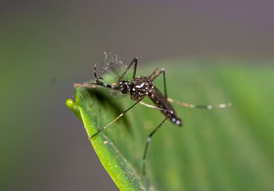 Plantas Que Afastam O Mosquito Da Dengue Aedes Aegypt Expresso Arq