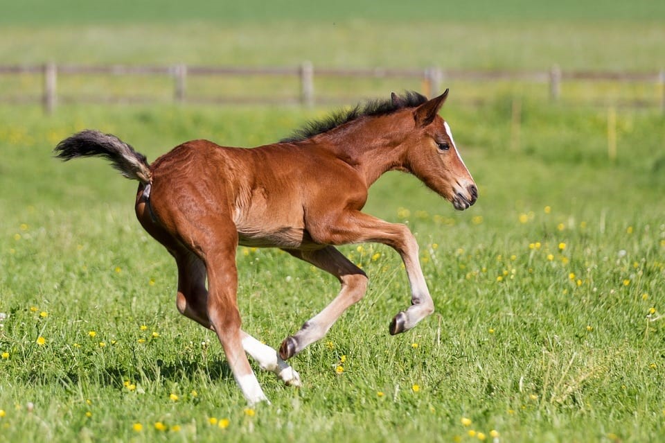 Saiba o que é necessário para ter um cavalo como animal de