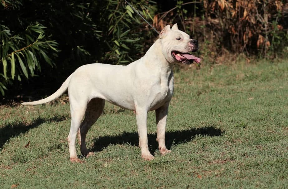 Cachorro mais bravo do Mundo: conheça 5 raças